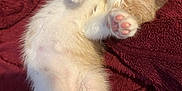 Murray is registered to the contest to win money with this photo: kitten, sleeping, paw, pink_paw_pads, fur, cozy, blanket, maroon, cute, pet, animal, resting, feline, soft, relaxed, indoors, closeup, adorable, warm, comfort
