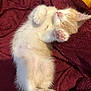kitten, sleeping, paw, pink_paw_pads, fur, cozy, blanket, maroon, cute, pet, animal, resting, feline, soft, relaxed, indoors, closeup, adorable, warm, comfort
