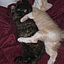 Murray is registered to the contest to win money with this photo: kitten, cat, sleeping, cuddle, pets, feline, fur, cozy, blanket, maroon, cute, animal, domestic, resting, paw, whiskers, closeup, indoor, adorable, nap