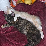 Murray joined the competition — help win amazing prizes! kitten, cat, sleeping, cuddle, blanket, maroon, flower, fruit, apple, orange, banana, cozy, cute, pet, fur, resting, domestic_animal, indoor, closeup, adorable