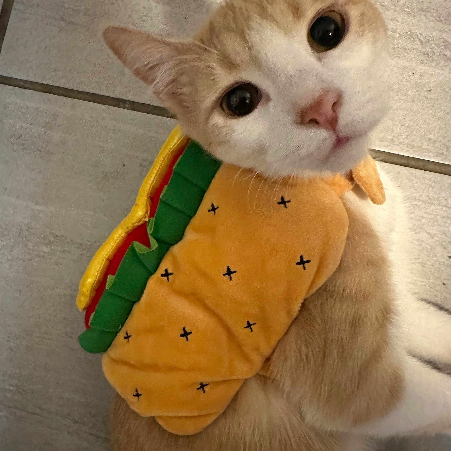 Murray joined the competition — help win amazing prizes! animal, cat, close_up, costume, costume_pet, cute, domestic_animal, floor, funny, fur, indoor, looking_up, orange, pet, playful, portrait, taco, tile, white, wide_eyes