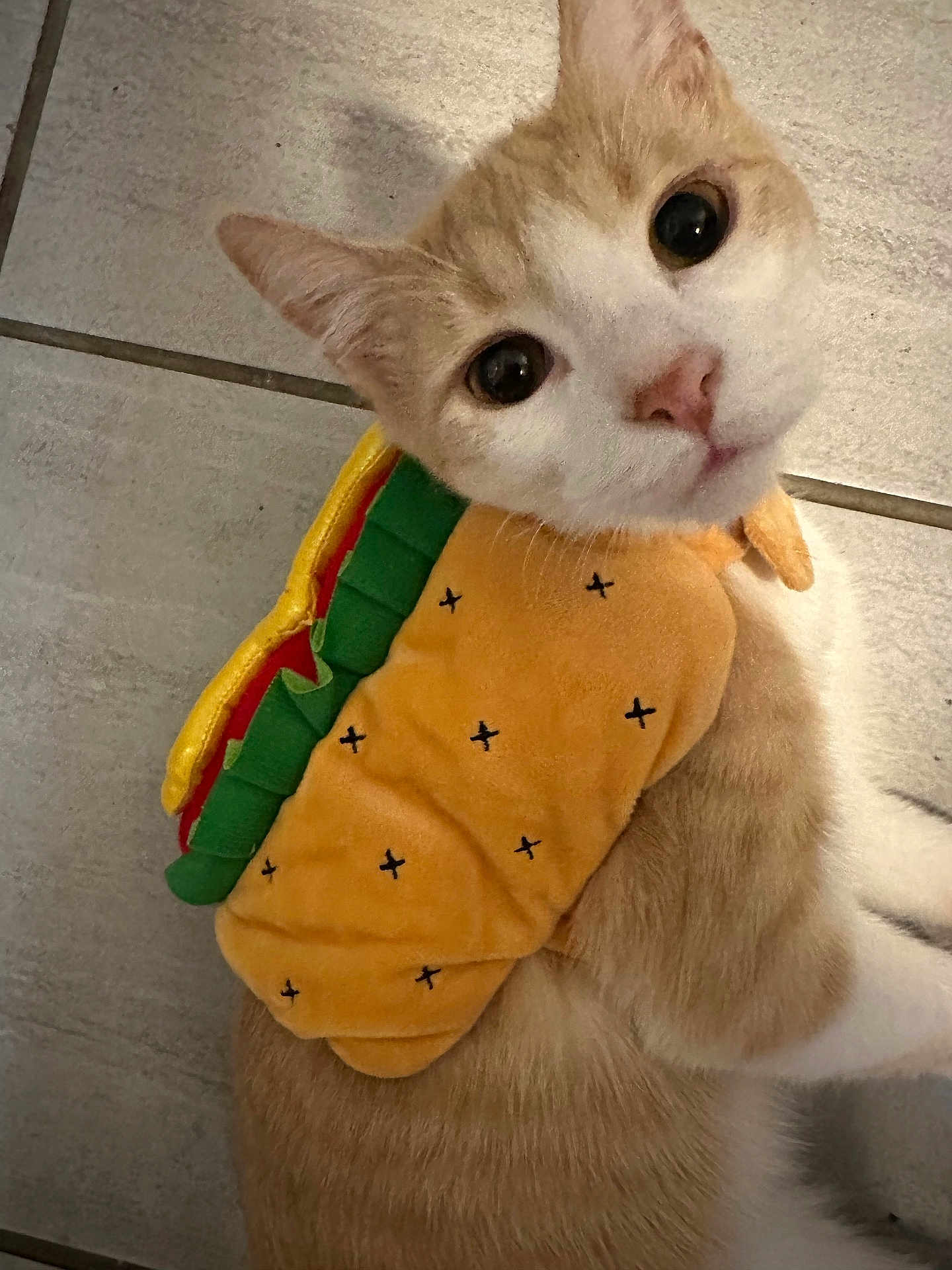Murray joined the competition — help win amazing prizes! cat, costume, taco, pet, animal, cute, orange, white, fur, indoor, floor, tile, looking_up, wide_eyes, close_up, portrait, domestic_animal, playful, funny, costume_pet