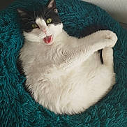 Neko a rejoint le concours — aidez-le/la à gagner de superbes lots ! cat, black_and_white, fluffy, pet, feline, green_eyes, mouth_open, cushion, teal, indoor, cozy, relaxed, fur, whiskers, paw, cute, animal, lying_down, resting, playful