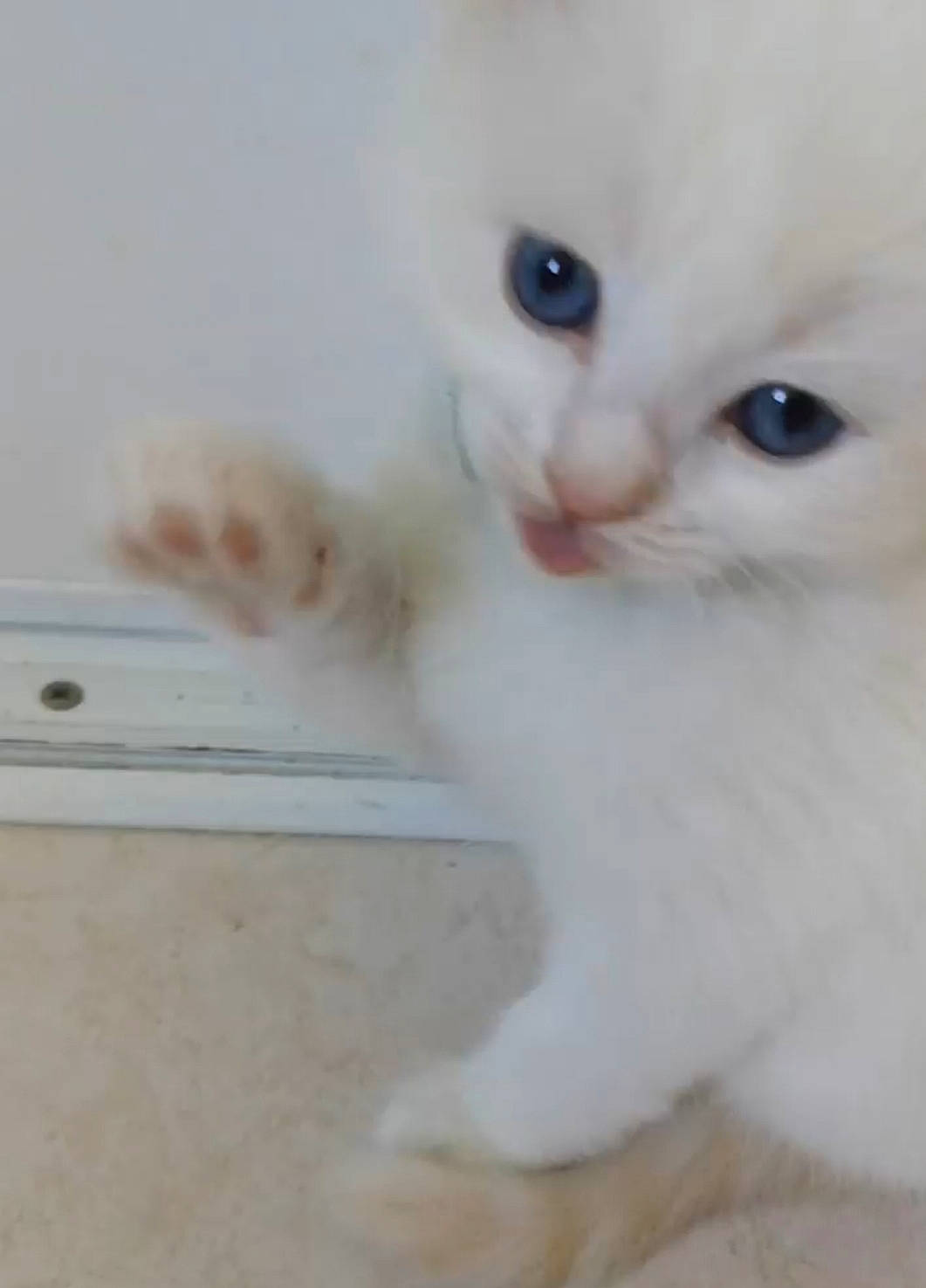 Roïe Des Félidolls a rejoint le concours — aidez-le/la à gagner de superbes lots ! burmilla, carnivore, cat, colorpoint_shorthair, eye, felidae, iris, khao_manee, kitten, mammal, nose, ojos_azules, persian, ragdoll, skin, small_to_medium_sized_cats, snout, turkish_angora, turkish_van, whiskers