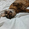 Ozzy joined the competition — help win amazing prizes! animal, bed, cat, closeup, cozy, cute, domestic, ears, feline, fur, indoor, lying_down, pet, relaxed, resting, sleepy, striped, tabby, whiskers, white_bedspread