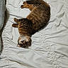 Ozzy joined the competition — help win amazing prizes! animal, bed, cat, cozy, cute, domestic_cat, feline, fluffy, fur, indoor, mammal, paws, pet, relaxed, resting, sleeping, striped, tabby, whiskers, white_bedspread