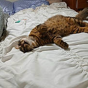 Ozzy is registered to the contest to win money with this photo: animal, bed, bedding, bedroom, cat, comfort, cozy, feline, fluffy, fur, home, indoor, pet, pillow, relaxed, resting, sleeping, striped, tabby, white