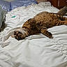 animal, bed, bedding, bedroom, cat, comfort, cozy, feline, fluffy, fur, home, indoor, pet, pillow, relaxed, resting, sleeping, striped, tabby, white