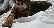 Ozzy joined the competition — help win amazing prizes! animal, bed, bedroom, blanket, cat, closeup, cozy, curious, domestic_animal, feline, fur, indoor, paw, pet, resting, sleepy, soft_lighting, stretching, tabby, whiskers