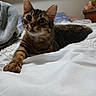 animal, bed, bedroom, blanket, cat, closeup, cozy, curious, domestic_animal, feline, fur, indoor, paw, pet, resting, sleepy, soft_lighting, stretching, tabby, whiskers