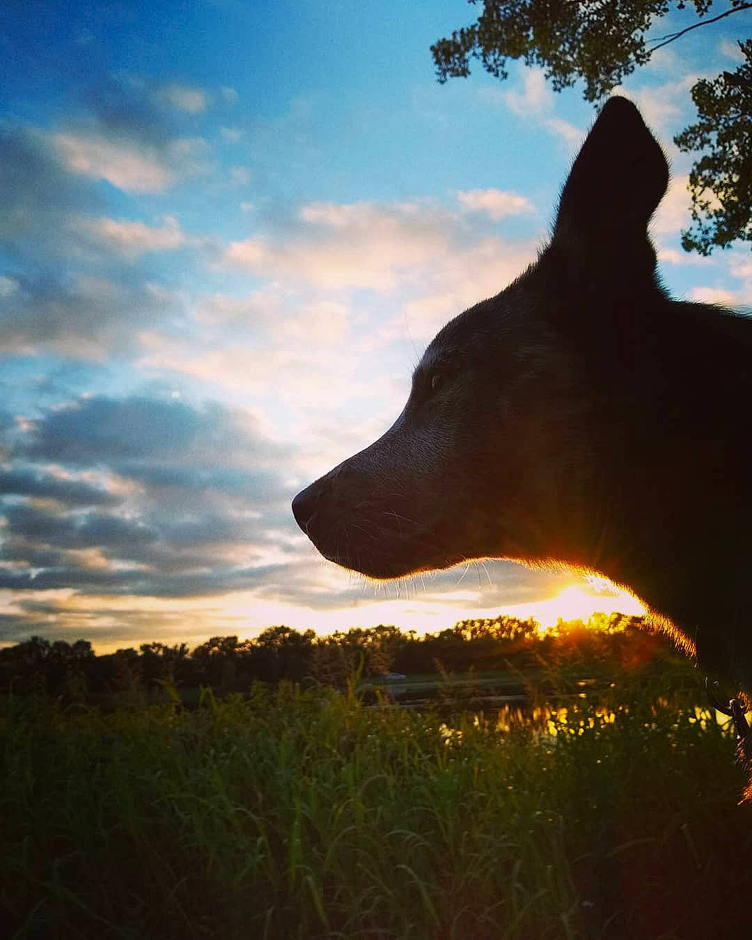 Chunk joined the competition — help win amazing prizes! atmosphere, atmospheric_phenomenon, branch, canidae, cloud, dawn, dog, dusk, evening, grass, hill, horizon, morning, photography, sky, sunlight, sunrise, sunset, tree, wildlife