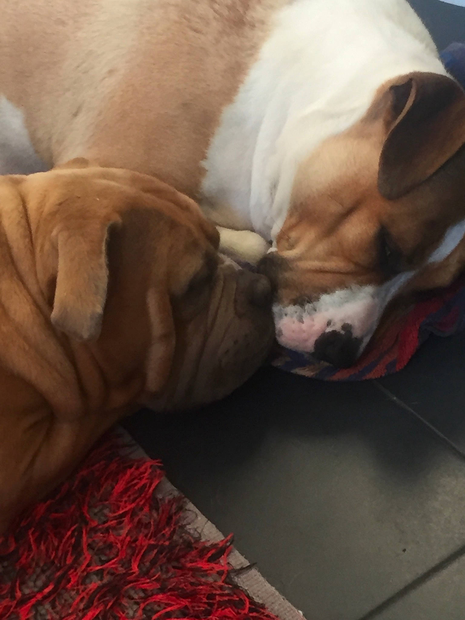 Daisy participe au concours pour gagner de l'argent avec cette photo : bulldog, carnivore, collar, comfort, companion_dog, dog, dog_breed, dog_supply, ear, fawn, flooring, linens, liver, snout, sporting_group, tail, whiskers, wood, working_animal, wrinkle