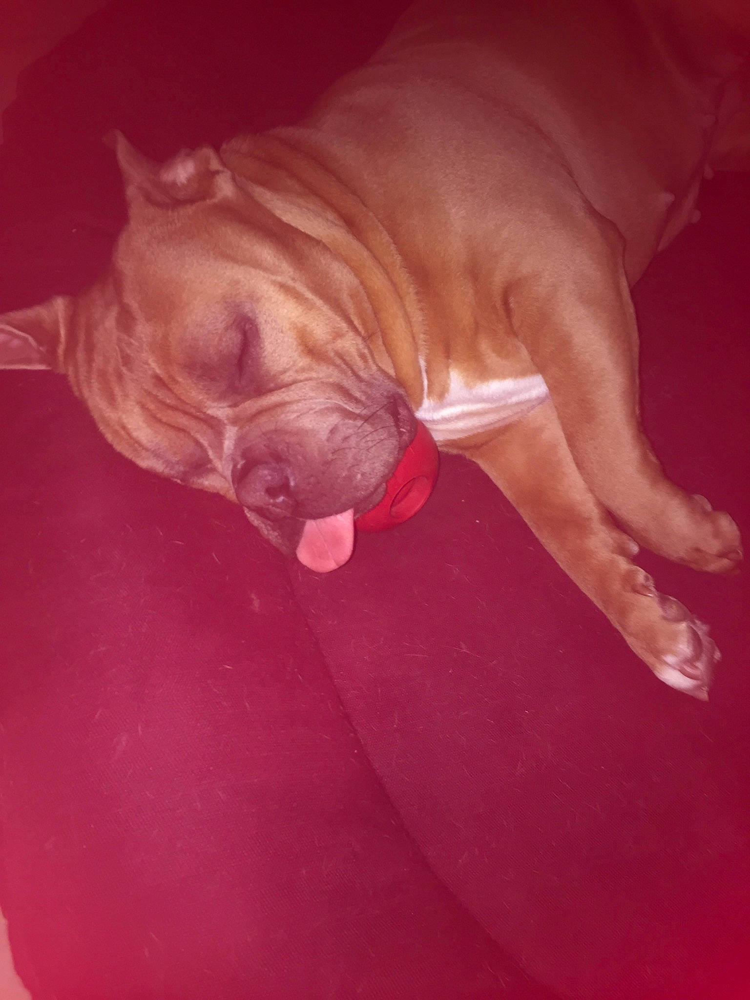 Daisy a rejoint le concours — aidez-le/la à gagner de superbes lots ! black_rhinoceros, bulldog, canidae, carnivore, comfort, companion_dog, dog, dog_breed, fawn, flesh, flooring, liver, molosser, snout, sporting_group, tail, terrestrial_animal, toy_dog, whiskers, wrinkle