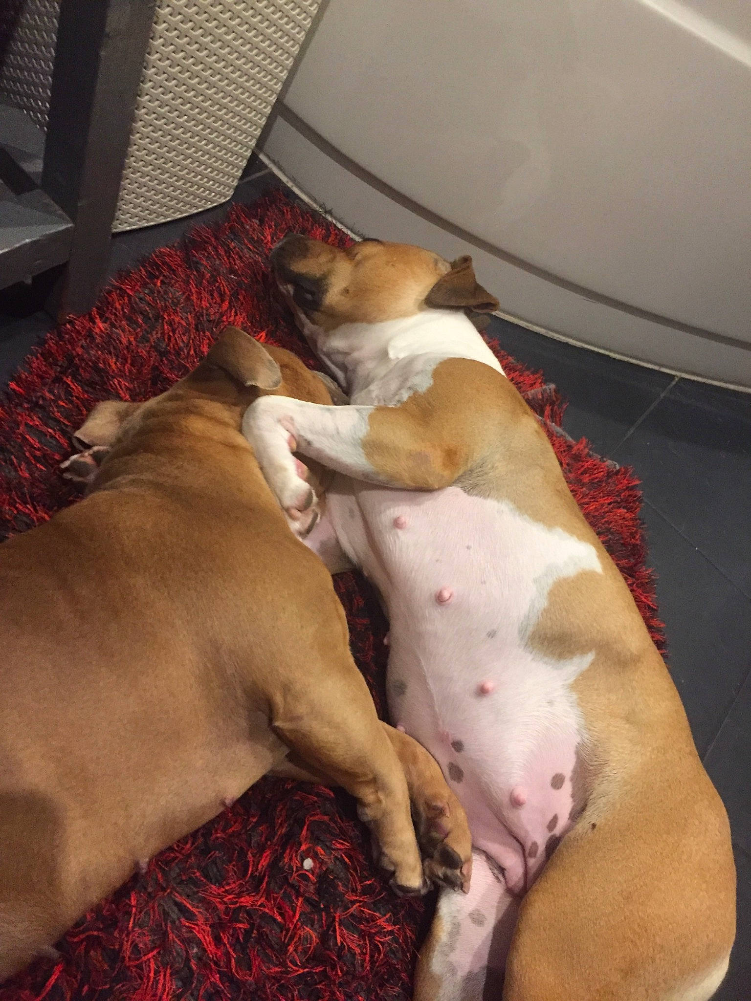 Daisy a rejoint le concours — aidez-le/la à gagner de superbes lots ! bedding, blanket, canidae, carnivore, comfort, companion_dog, couch, dog, dog_breed, fawn, human_leg, linens, nap, paw, room, snout, sporting_group, tail, toy_dog, working_animal