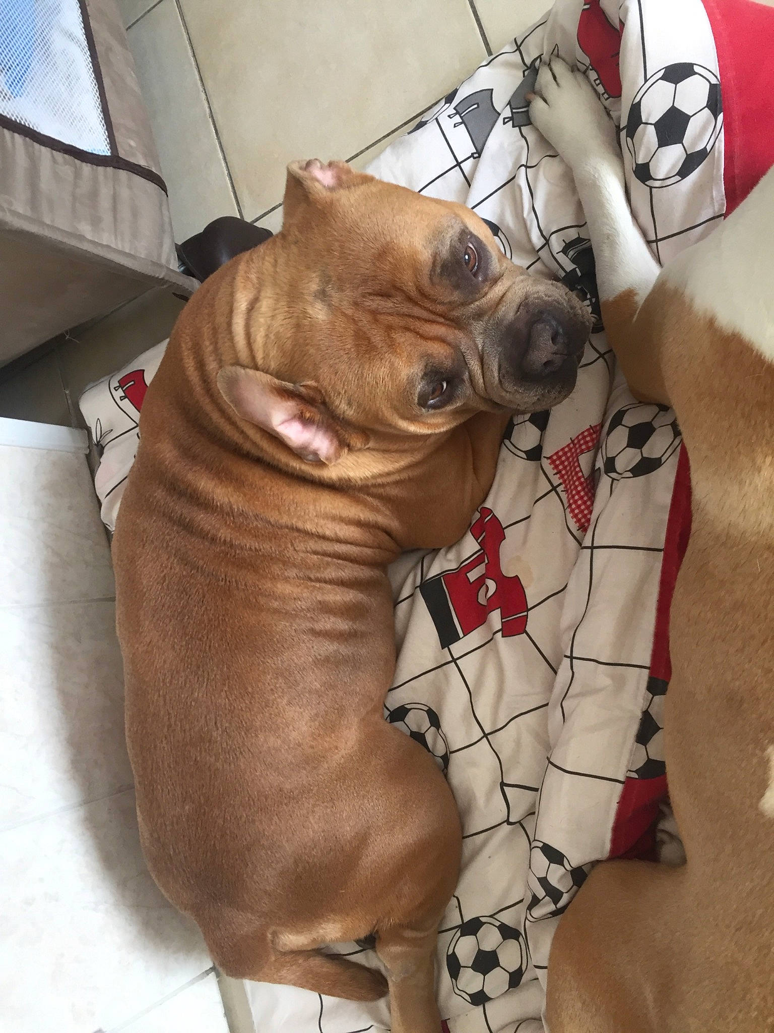 Daisy a rejoint le concours — aidez-le/la à gagner de superbes lots ! artifact, carmine, carnivore, companion_dog, dog_breed, fawn, felidae, flesh, foot, fur, human_leg, liver, pattern, snout, sporting_group, tail, terrestrial_animal, whiskers, working_animal, wrinkle