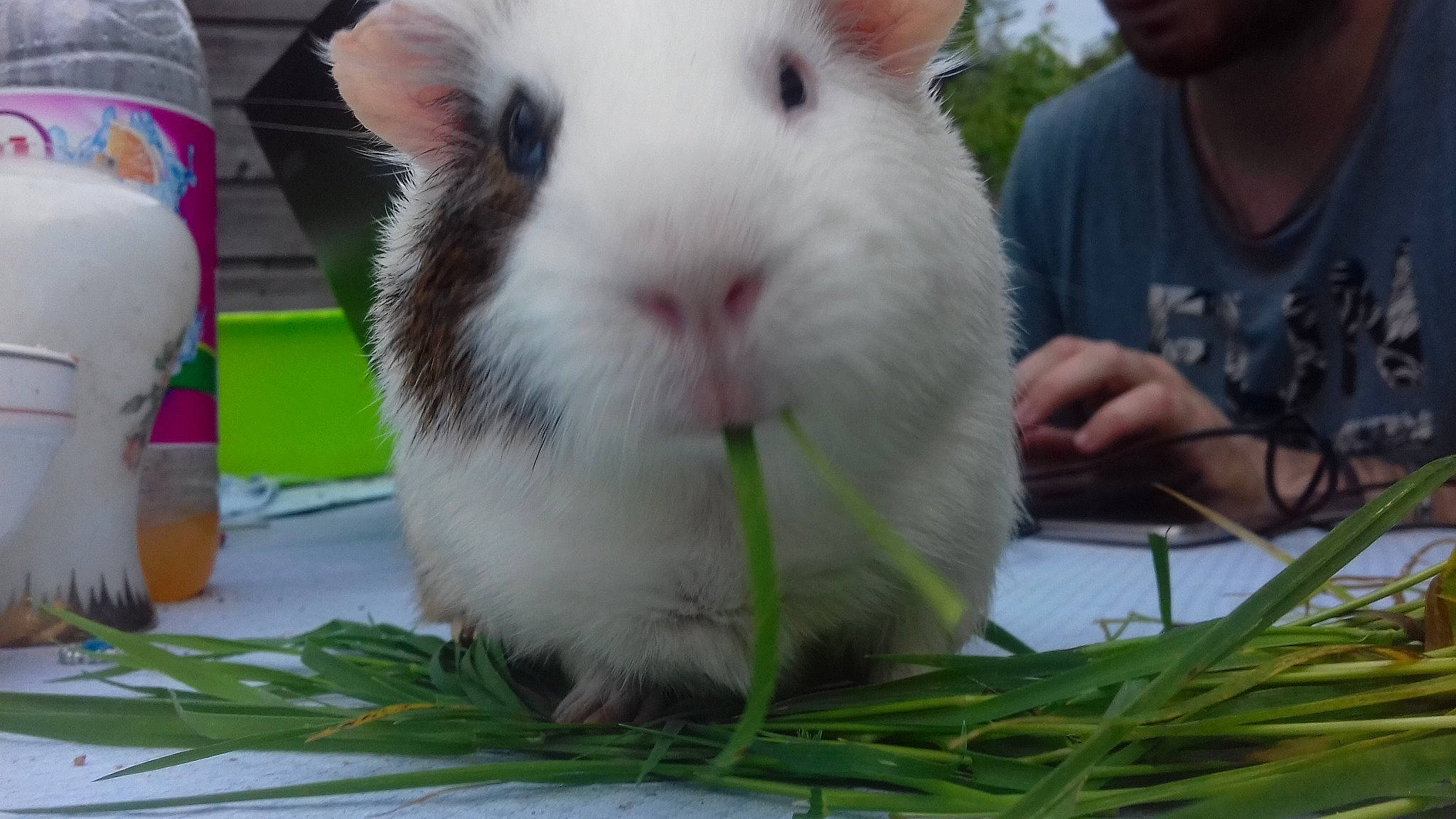 Atila a rejoint le concours — aidez-le/la à gagner de superbes lots ! angora_rabbit, domestic_rabbit, fawn, grass, guinea_pig, mammal, plant, rabbit, rabbits_and_hares, rodent, snout, vertebrate, whiskers