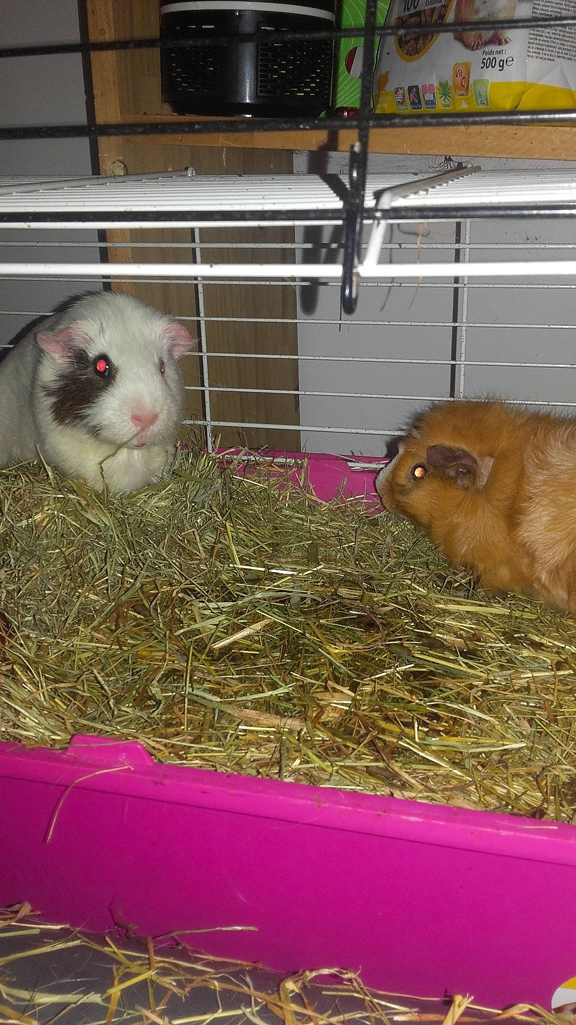 Atila a rejoint le concours — aidez-le/la à gagner de superbes lots ! animal_feed, animal_shelter, cage, domestic_rabbit, fawn, fodder, gerbil, grass, guinea_pig, hamster, hay, mammal, organism, plant, rabbit, rabbits_and_hares, rodent, small_animal_food, snout, vertebrate