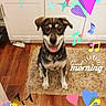 dog, happy, smiling, sitting, indoor, kitchen, wood_floor, rug, cabinet, colorful_overlay, hearts, musical_notes, sparkles, pet, collar, tongue_out, cute, friendly, morning, decorative