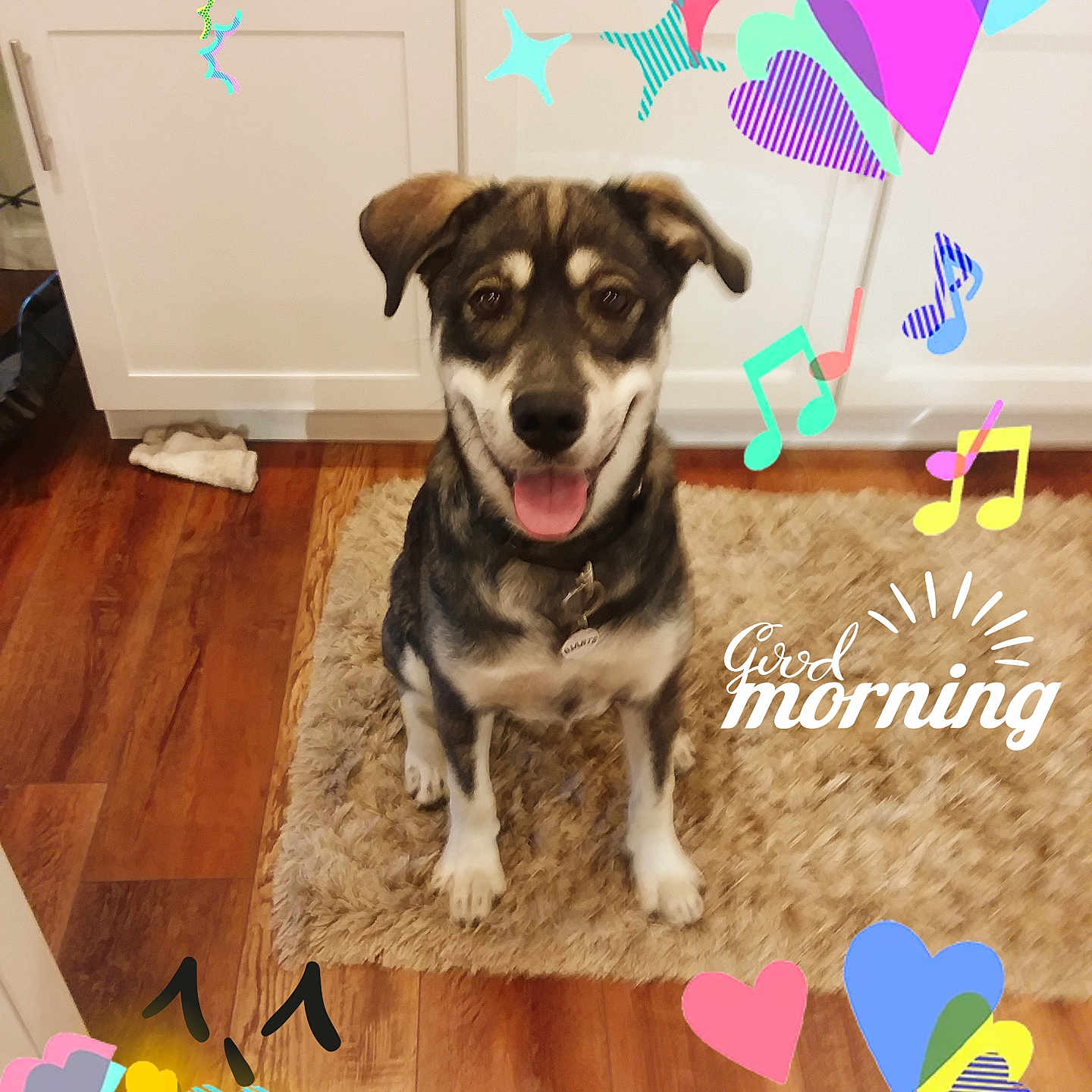 Scooby joined the competition — help win amazing prizes! dog, happy, smiling, sitting, indoor, kitchen, wood_floor, rug, cabinet, colorful_overlay, hearts, musical_notes, sparkles, pet, collar, tongue_out, cute, friendly, morning, decorative