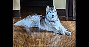 Kodak is registered to the contest to win money with this photo: dog, husky, indoor, wooden_floor, pet, animal, lying_down, fur, canine, house, domestic, portrait, resting, mammal, companion, relaxed, cute, fluffy, calm, home