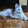 dog, husky, indoor, wooden_floor, pet, animal, lying_down, fur, canine, house, domestic, portrait, resting, mammal, companion, relaxed, cute, fluffy, calm, home