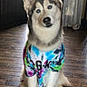 dog, husky, blue_eyes, tie_dye_shirt, indoor, wooden_floor, pet, sitting, curtains, door, head_tilt, fur, animal, canine, portrait, looking_at_camera, colorful_clothing, domestic, house, cute