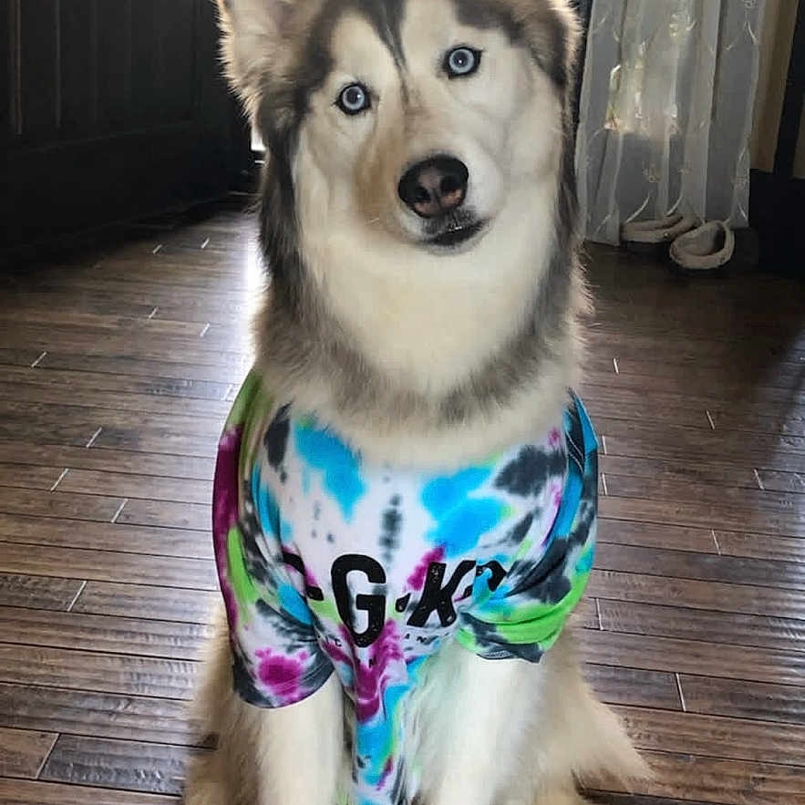 Kodak is registered to the contest to win money with this photo: dog, husky, tie_dye_shirt, indoor, wooden_floor, blue_eyes, sitting, pet, curious, head_tilt, door, curtains, furry, animal, canine, domestic_animal, portrait, colorful_clothing, floor, house