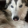 Kodak joined the competition — help win amazing prizes! dog, husky, blue_eyes, close_up, portrait, animal, pet, fur, fluffy, face, canine, indoor, looking_at_camera, mammal, whiskers, snout, nose, ears, alert, domestic_animal