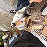 Kodak is registered to the contest to win money with this photo: dog, husky, blue_eyes, pet, outdoor, person, legs, chair, rug, rocks, flower, plant, concrete, footwear, black_clothing, happy, looking_up, furry, canine, companion