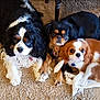 dog, carpet, indoor, pet, cute, animal, fur, black, white, brown, laying, group, companions, eyes, paws, relaxed, floor, friendship, closeup, adorable