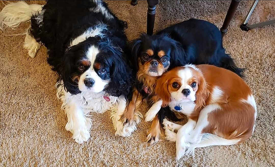 Max Bailey Gracie joined the competition — help win amazing prizes! dog, carpet, indoor, pet, cute, animal, fur, black, white, brown, laying, group, companions, eyes, paws, relaxed, floor, friendship, closeup, adorable