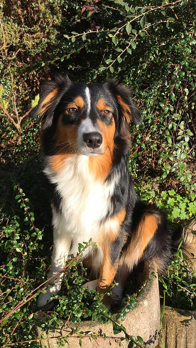 Pallas participe au concours pour gagner de l'argent avec cette photo : bernese_mountain_dog, canidae, carnivore, companion_dog, dog, dog_breed, grass, plant, sporting_group, terrestrial_animal, tree, working_dog