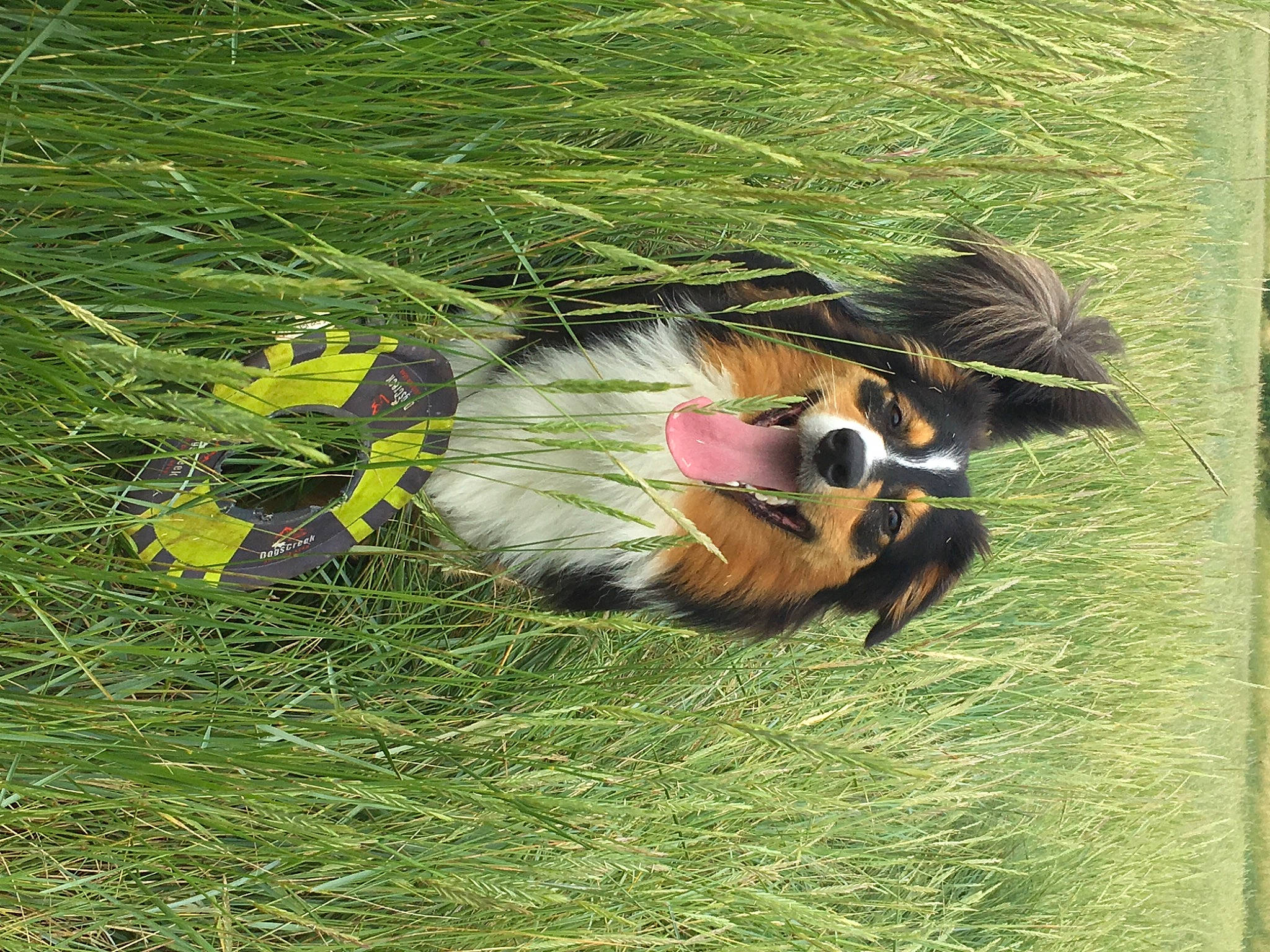 Pallas participe au concours pour gagner de l'argent avec cette photo : canidae, carnivore, companion_dog, dog_breed, fawn, feather, felidae, fur, grass, grassland, meadow, pasture, plant, snout, sporting_group, tail, terrestrial_animal, tree, whiskers, yawn