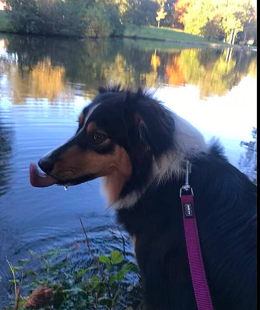 Pallas participe au concours pour gagner de l'argent avec cette photo : canidae, carnivore, collie, companion_dog, dog, dog_breed, grass, herding_dog, lake, natural_landscape, nature, plant, reflection, rough_collie, shetland_sheepdog, sporting_group, sunlight, tree, water, working_animal