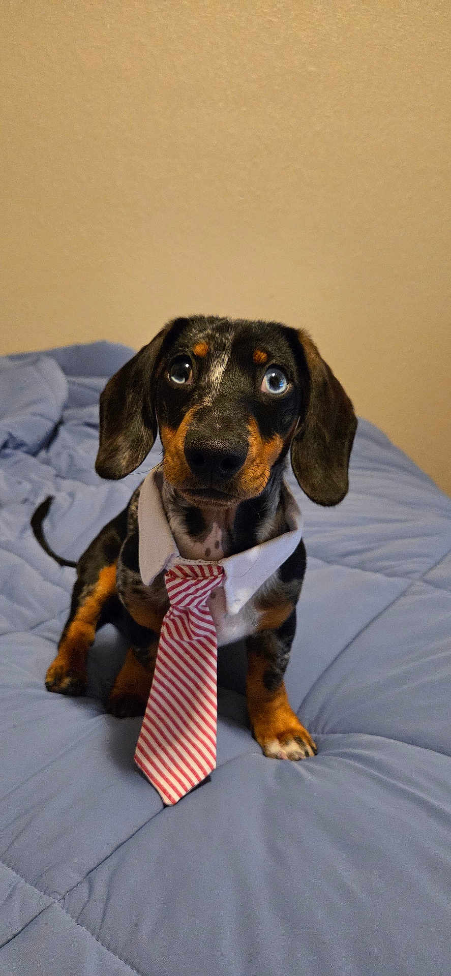 Butters joined the competition — help win amazing prizes! dog, puppy, dachshund, heterochromia, blue_eye, brown_eye, tie, collar, bed, blue_bedspread, pet, animal, cute, indoor, looking_up, fur, ears, sitting, adorable, portrait