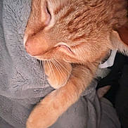 Cheeto is registered to the contest to win money with this photo: cat, orange_cat, sleeping, whiskers, close_up, pet, domestic_animal, feline, blanket, cozy, resting, fur, cute, animal, indoor, nap, soft_texture, relaxation, warm, comfort