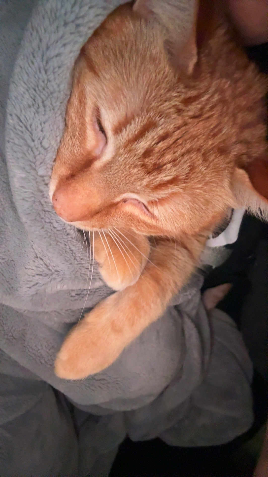 Cheeto