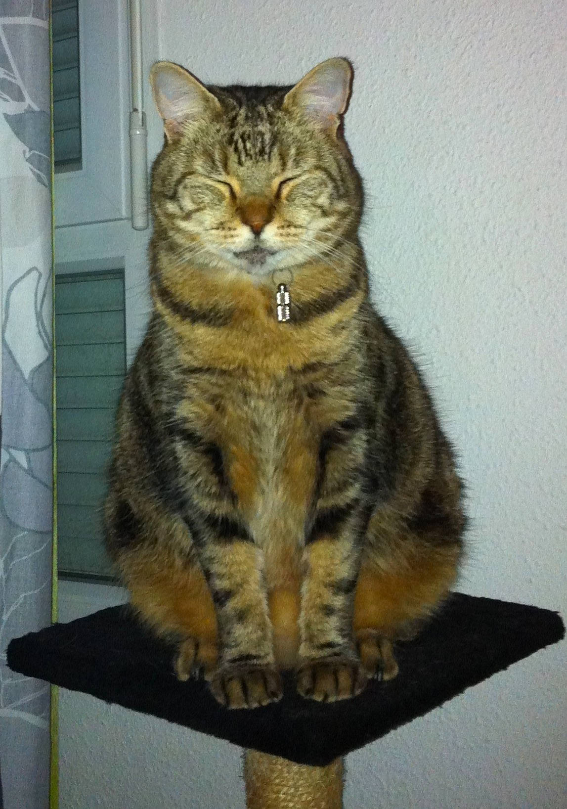 Enzo a rejoint le concours — aidez-le/la à gagner de superbes lots ! art, carnivore, cat, domestic_short_haired_cat, eye, felidae, fur, paw, sitting, small_to_medium_sized_cats, snout, tail, terrestrial_animal, whiskers