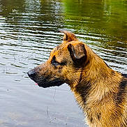 Kook a rejoint le concours — aidez-le/la à gagner de superbes lots ! dog, water, wet_fur, animal, nature, outdoor, river, canine, side_view, ears, tongue, muzzle, brown_fur, reflection, calm_water, looking, profile, pet, summer, daytime