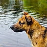 dog, water, wet_fur, animal, nature, outdoor, river, canine, side_view, ears, tongue, muzzle, brown_fur, reflection, calm_water, looking, profile, pet, summer, daytime