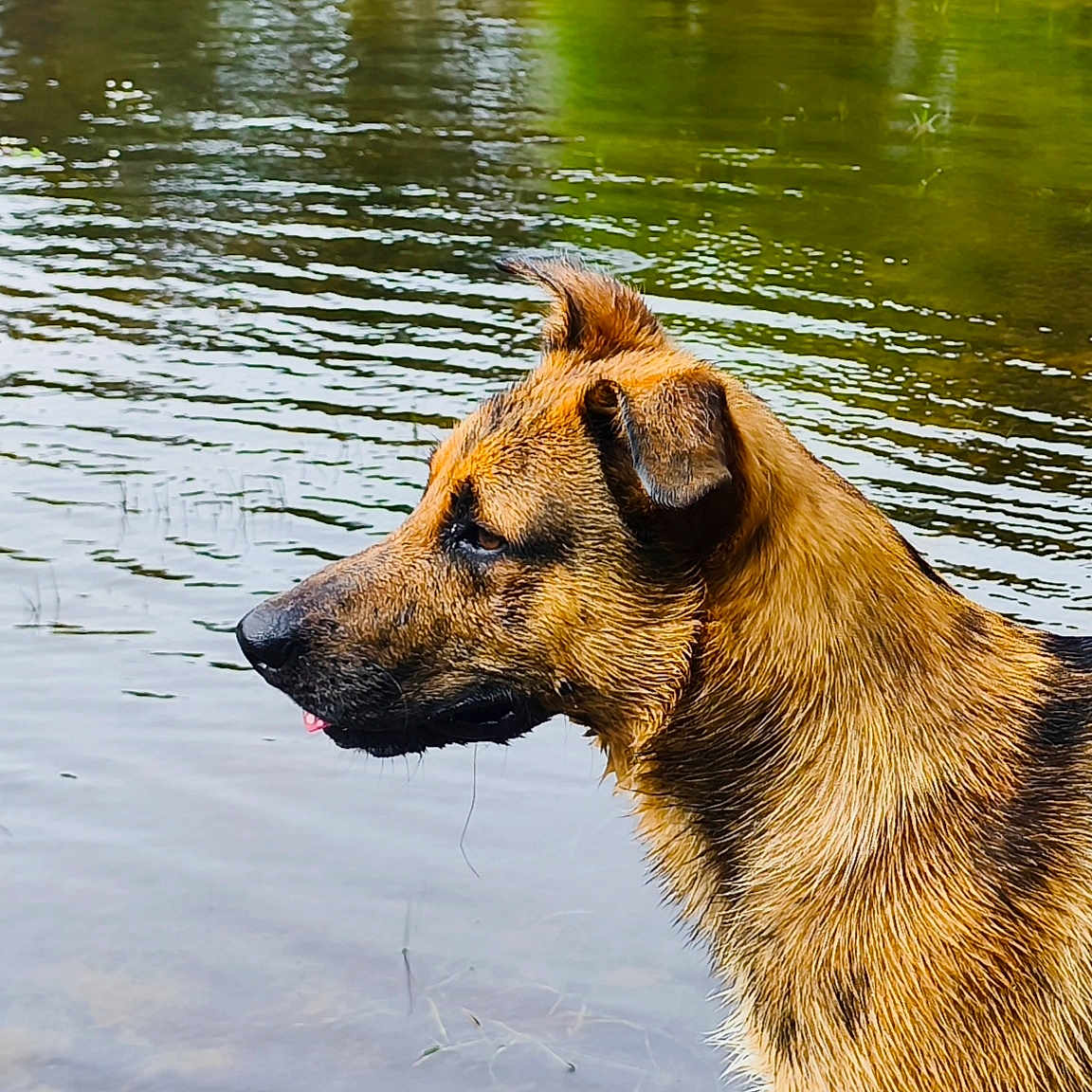 Kook a rejoint le concours — aidez-le/la à gagner de superbes lots ! dog, water, wet_fur, animal, nature, outdoor, river, canine, side_view, ears, tongue, muzzle, brown_fur, reflection, calm_water, looking, profile, pet, summer, daytime