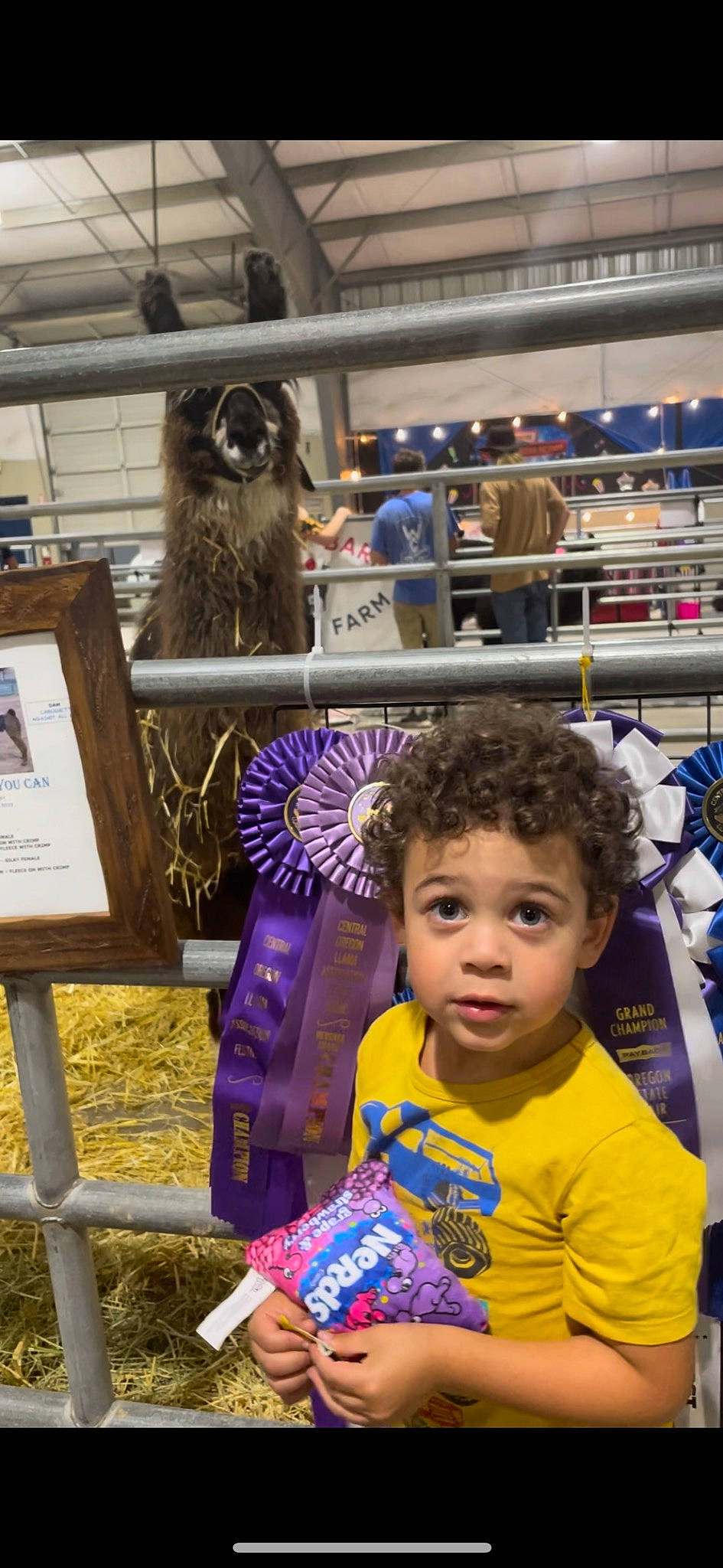 Junejune joined the competition — help win amazing prizes! bird_of_prey, child, electric_blue, fun, fur, happy, human, leisure, mammal, metal, people, person, personal_protective_equipment, photograph, recreation, snapshot, sportswear, surprise, t_shirt, toddler