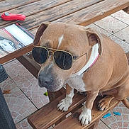 Sansha a rejoint le concours — aidez-le/la à gagner de superbes lots ! dog, sunglasses, wooden_bench, picnic_table, outdoor, patio, tile_floor, greenery, garden, chair, pet, canine, summer, sunny, relaxing, brown_dog, casual, animal, accessory, cool