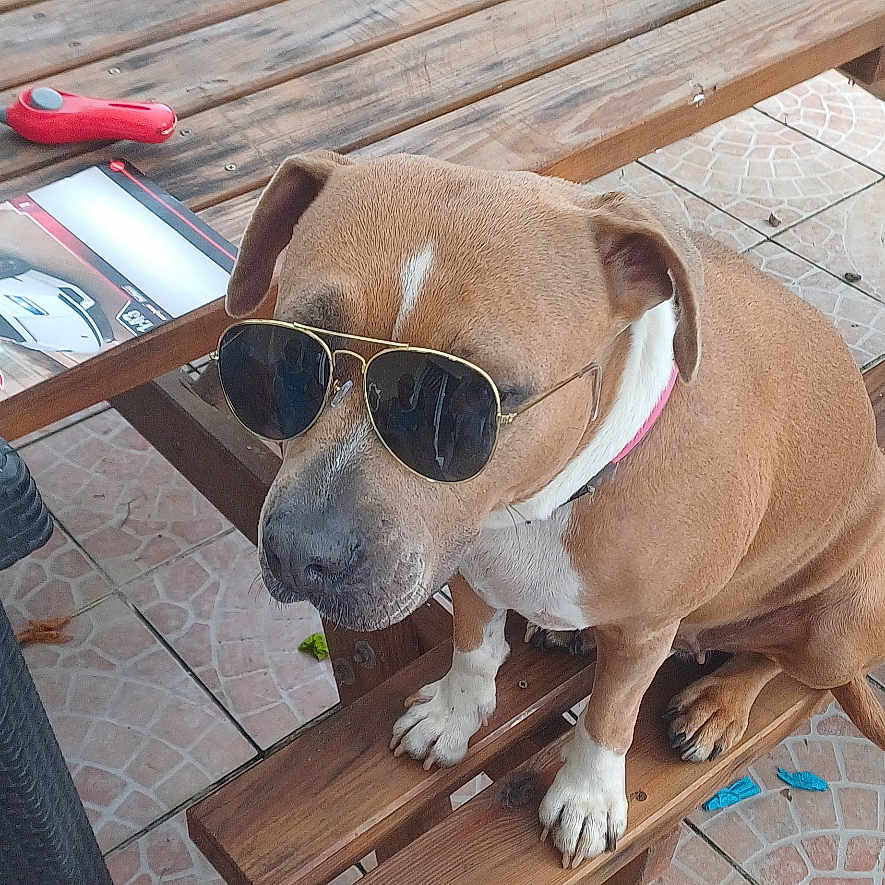 Sansha a rejoint le concours — aidez-le/la à gagner de superbes lots ! dog, sunglasses, wooden_bench, picnic_table, outdoor, patio, tile_floor, greenery, garden, chair, pet, canine, summer, sunny, relaxing, brown_dog, casual, animal, accessory, cool