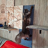 Chayanna a rejoint le concours — aidez-le/la à gagner de superbes lots ! artwork, buddha, cat, climbing, couch, decor, feline, fur, furniture, home, indoor, paw, pet, red_couch, remote_control, scratching_post, shelf, tail, vertical_surface, wooden_wall