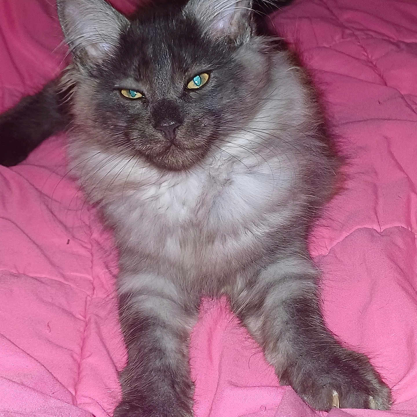 Chayanna a rejoint le concours — aidez-le/la à gagner de superbes lots ! animal, bed, cat, cute, domestic_animal, ears, feline, fur, gray_cat, green_eyes, indoor, mammal, pet, pink, portrait, quilt, relaxed, resting, sleepy, whiskers