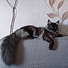 animal, black, cat, couch, domestic, ears, feline, fluffy_tail, fur, gray, home, indoor, living_room, long_hair, pet, relaxed, resting, tail, wall_decor, whiskers