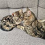 affection, animal, cat, companion, couch, cozy, cute, domestic, ears, feline, fur, grey, indoor, kitten, pets, resting, snuggling, tabby, tail, whiskers