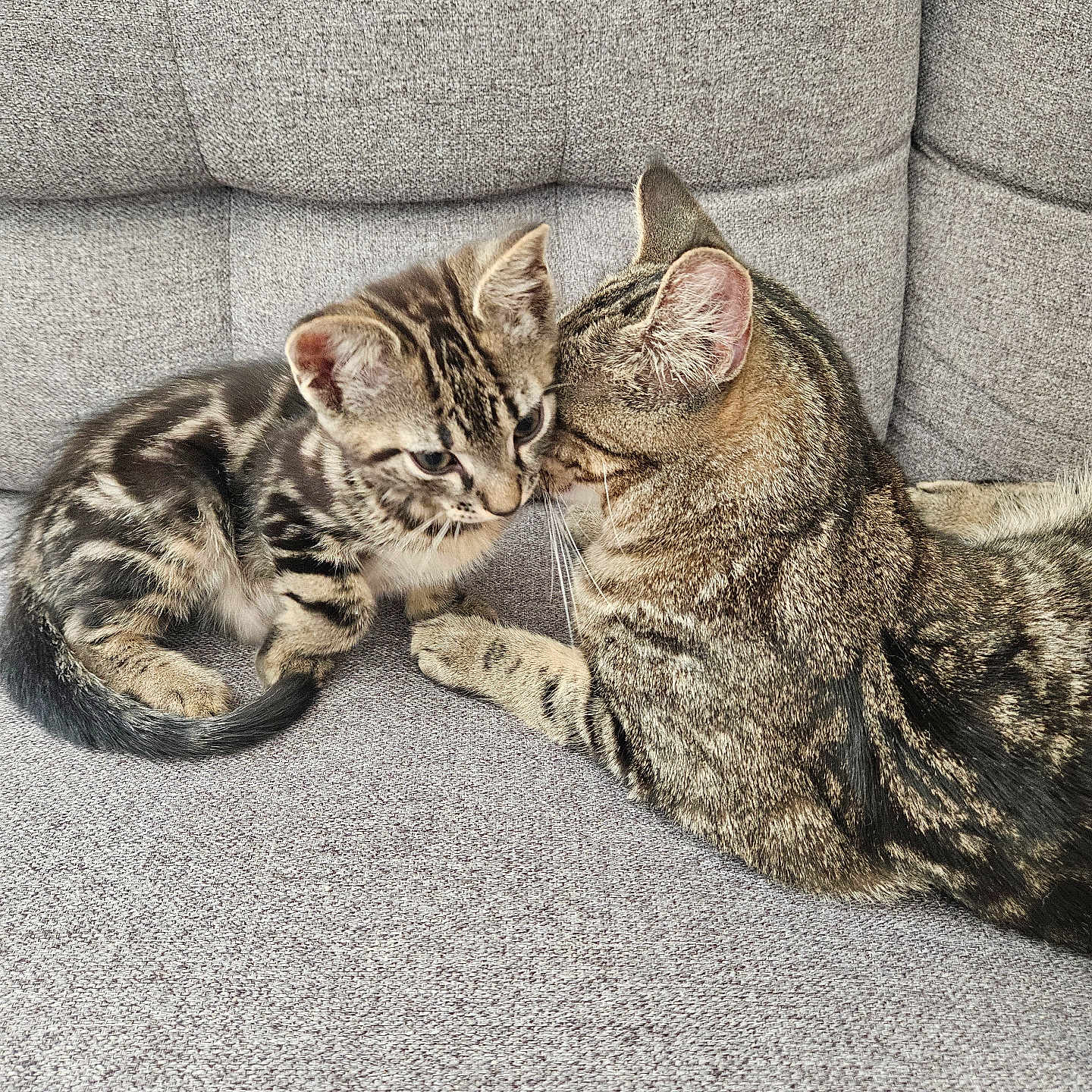 Vicky Et Ariel a rejoint le concours — aidez-le/la à gagner de superbes lots ! affection, animal, cat, companion, couch, cozy, cute, domestic, ears, feline, fur, grey, indoor, kitten, pets, resting, snuggling, tabby, tail, whiskers
