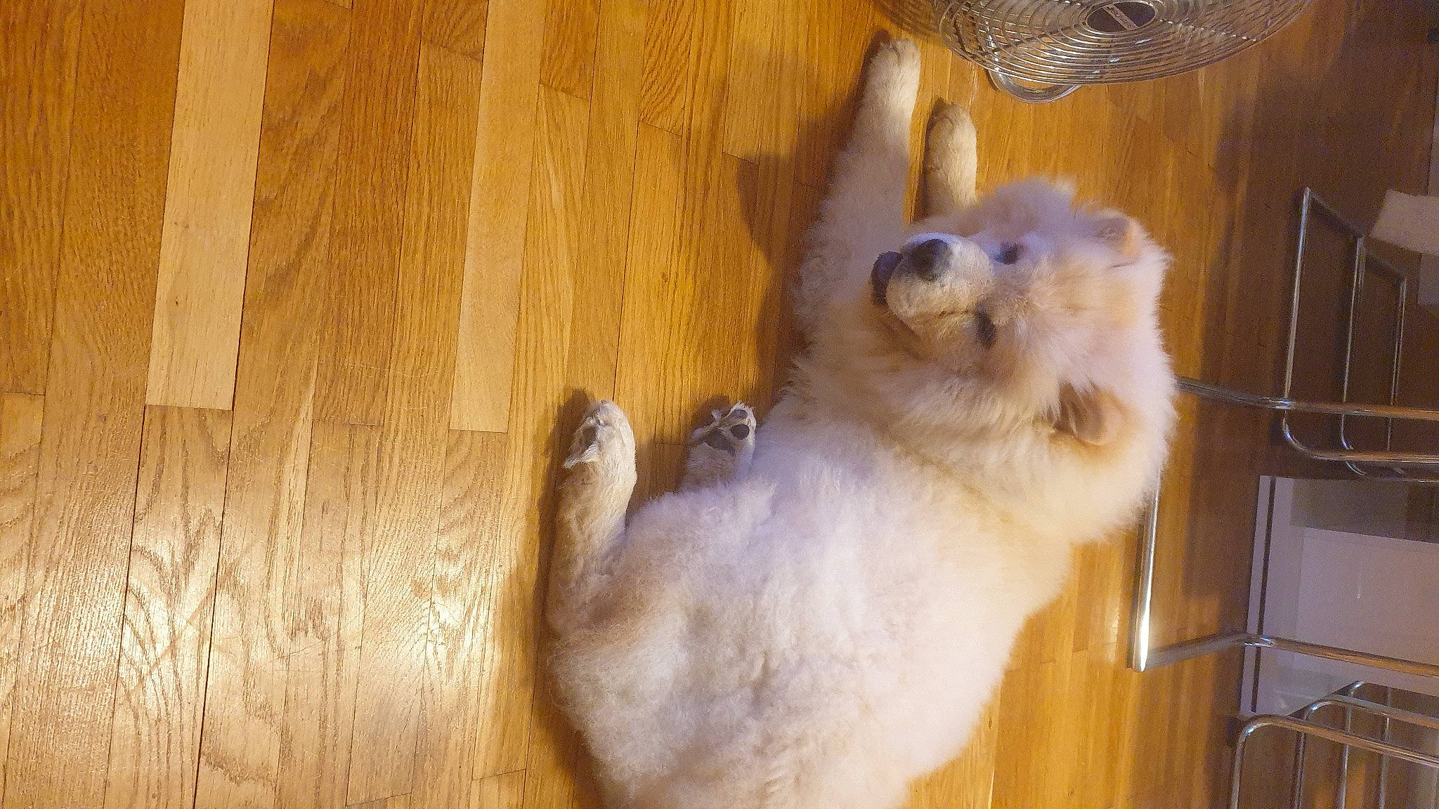 Trésor a rejoint le concours — aidez-le/la à gagner de superbes lots ! balinese, carnivore, companion_dog, dog, dog_breed, fawn, felidae, flooring, fur, hardwood, paw, plank, small_to_medium_sized_cats, spitz, tail, toy_dog, whiskers, wood, wood_flooring, wood_stain